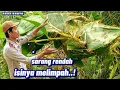 Download Lagu Ini baru keren,,sarang rendah isinya bukan maen,!!