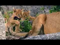 Download Lagu Born in Africa: Survival School