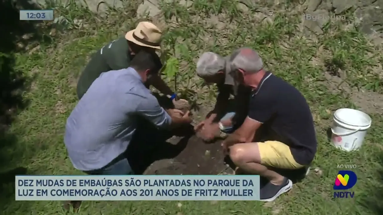 Dez mudas de embaúbas são plantadas em Florianópolis em comemoração aos 201 anos de Fritz Muller