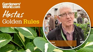 Caring for hostas - Golden Rules