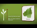 How to plant a Birch Tree by Heathwood Nurseries