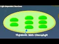 Photosynthesis Intro and Light-Dependent Reactions