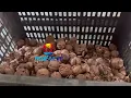 This Industrial Walnut Cracking Machine CRACKS Walnuts PERFECTLY 99 Whole Kernels