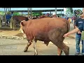 Lagu Sapi Jawa PO Harga 24,5 Juta‼️Update Harga Sapi Jantan di Pasar Siyonoharjo Gunungkidul‼️