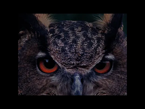 TRAILER B wie Bartleby (Angela Summereder, AT-2025) OmdU