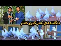 Download Lagu خرید و شوق کفتر تا 40،000 هزار افغانی|نا گفته های نسل گیری کفتر|چگونه کفتر خوب و قیمتی چوچه بگیریم 🤔