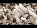 ミックスナッツ - Official髭男dism 歌詞付き SPY×FAMILY Mixed Nuts