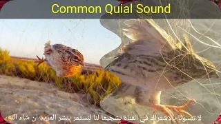 صوت رهيب فى صيد السمان                    دندنها