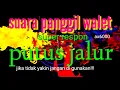 Suara panggil walet pemutus jalur || sedot walet melintas