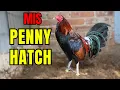 MIS PENNY HATCH