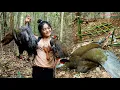 Lagu สาวดอย Hunting creative amazing traps for catching pheasant in jungle