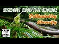 Download Lagu Deceptive Pollination in Ecuadorian Orchids!