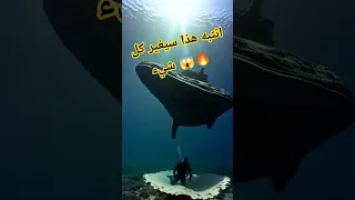 مقبرة الحيتان الصادمة في الصحراء السر الغامض لموتها الذي أخفاه العلماء عنك لمدة 40 مليون سنة 