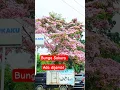 Download Lagu Viral ‼️Bunga sakura mekar dijambi #shortyoutube #shorts #sakura #jambi #tabebuya