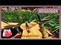 September 22 2024 bug town w starsmitten twitter