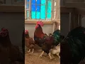 Download Lagu larmod x golden permud #ayam #chicken #shortvideo #shorts #short