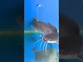 Download Lagu Ternyata Seperti Ini Ikan Lele Makan Umpan #shorts #mancing #umpanjitu