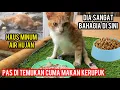 Download Lagu Kabar Kucing Lumpuh Jalanan Dia Sangat Bahagia Hidup Bersama Kami..‼️