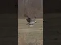 Download Lagu Osprey gives a gigantic fish🐟 a tour !!!😂 #shorts #wildlife #birds #fishing #viralshorts #ospreys