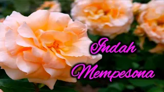 Download Bunga Mawar di Taman, Warnanya Indah Menyegarkan Mata | 4K MP3