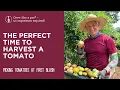 The Perfect Time to Harvest a Tomato