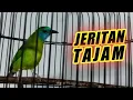 Download Lagu TEMBAKAN TAJAM CUCAK KINOI GACOR KESURUPAN AMPUH BUAT PANCINGAN