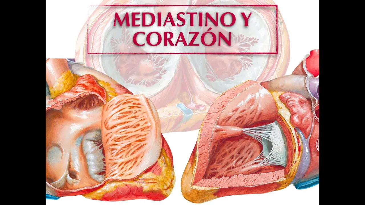 MEDIASTINO Y CORAZÓN