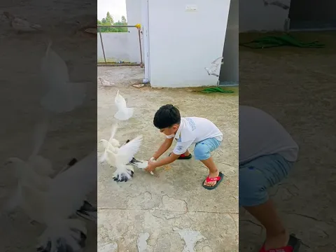 Arham ne kabootar pakda 🕊️❤️👍 #shorts #video #viral #kabootar #birds #youtubeshorts #youtube