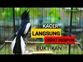 Download Lagu MASTERAN KACER GACOR !!🐦🎶 Cocok untuk pancingan\u0026Relaksasi #kacergacor #relaxingsounds 