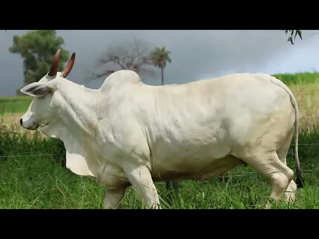 Matriz Nelore FMSF - 1289