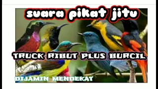 Download bunyi burung pikat  truc plus burcil  andalan MP3