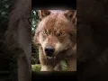 Download Lagu Who doesn't love a werewolf who can transform and protect you? #shorts