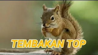 masteran suara bajing cilele