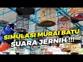 Download Lagu LATIH MENTAL GACOANMU DENGAN SUARA Simulasi Lomba Murai Batu Jernih!