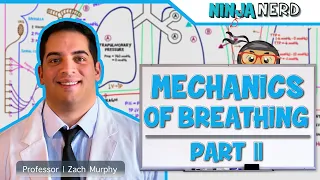 Respiratory | Mechanics of Breathing: Inspiration | Part 2