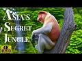 The Hidden Jungle of Asia Rare Birds and Wild Animals in Action
