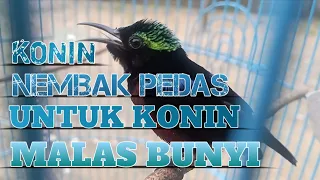 ninja hummingbirds shoot densely spicy baits of material that are lazy to sound