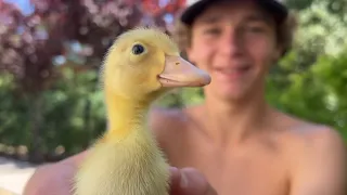 new baby duck at the farm!!! ❤️❤️❤️
