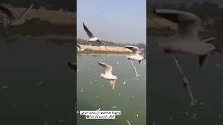 ستوريات عراقيه هيثم يوسف يا شوك جسر الجادرية   دندنها