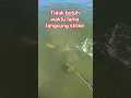Download Lagu Tidak butuh waktu lama langsung strike #ikan #fishing #short