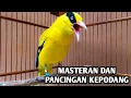 Lagu Kepodang emas gacor | Suara kepodang gacor ini bisa di jadikan pancingan kepodang malas bunyi