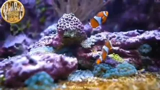 ارح سمعك تلاوة هادئة تريح القلب والعقل سورة الرحمن 