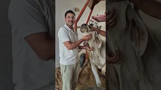Budhi Mai Bharti ki Sewa, kis kis ke hisse aayi.