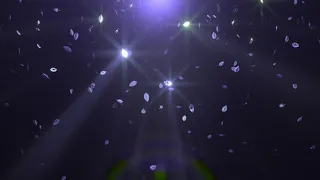 4k falling leafs video relaxing motion backgrounds for edits live wallpaper dj vj visuals