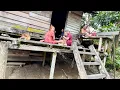 Download Lagu Tak disangka dipedalaman kampung ini berdiri kerajaan dayak kuno