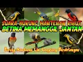 Download Lagu SUARA PIKAT BURUNG MANTENAN RIBUT,MENGUNDANG BURUNG MANTENAN LIAR BERDATANGAN.