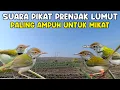 Download Lagu SUARA PIKAT PRENJAK LUMUT PALING AMPUH UNTUK MIKAT
