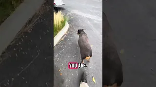 . #Fyp #dream #doberman #pets #youtube