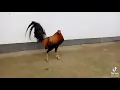 Picture Cock