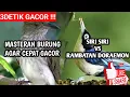 Download Lagu MASTERAN KICAU BURUNG SIRI SIRI VS RAMBATAN DORAEMON COCOK U NTUK TERAPI|MASTERAN BURUNG GACOR AMPUH